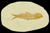 Fossil Fish (Knightia) - Green River Formation #130315-1